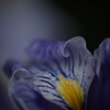花菖蒲11