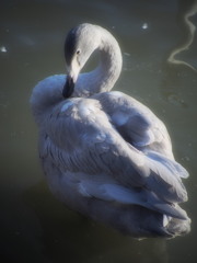 幼鳥の美３