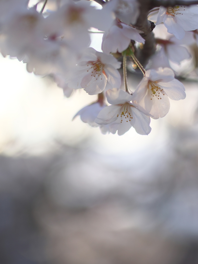 午後の桜