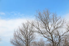 早春の丘陵公園8