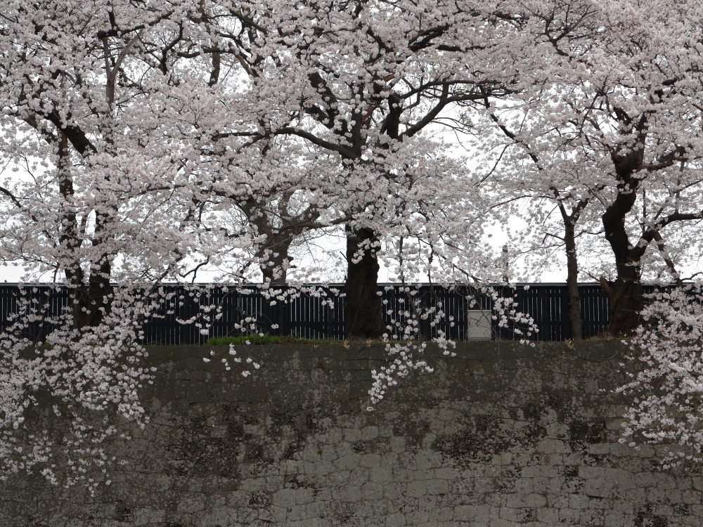 石垣と桜