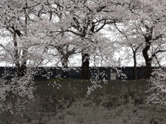 石垣と桜