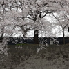 石垣と桜