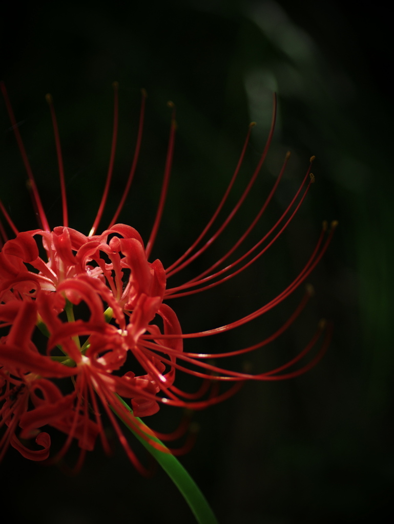 Red spider lily 5
