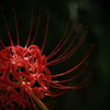 Red spider lily 5
