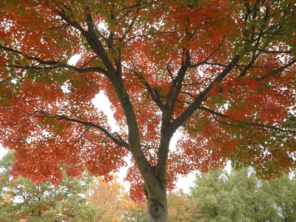 長岡造形大学の紅葉 01