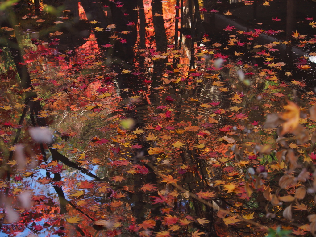 中野邸美術館の紅葉2