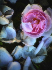 dolce