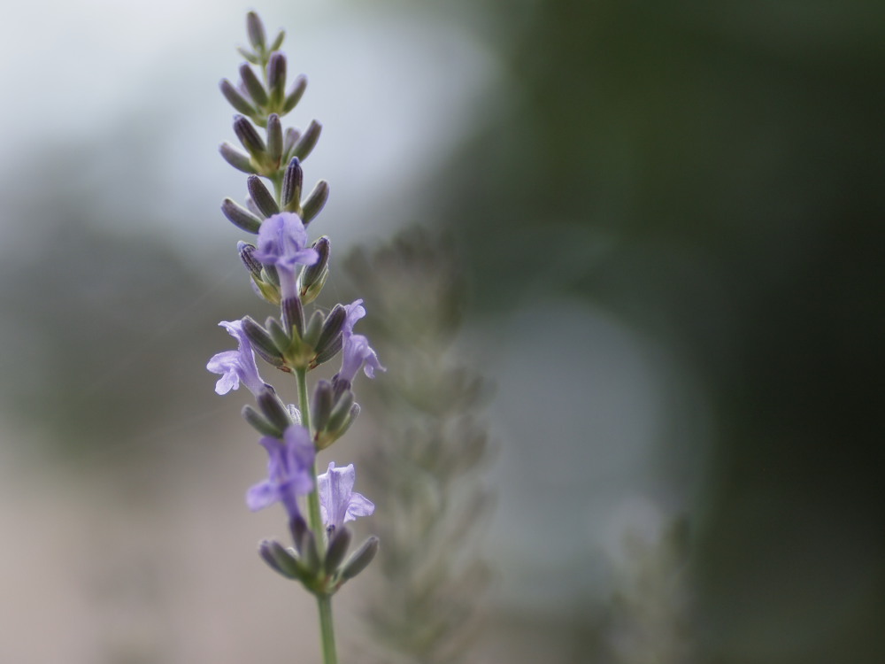 ラベンダー咲きました02