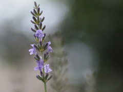 ラベンダー咲きました02
