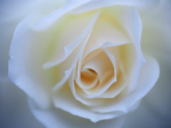 白薔薇03