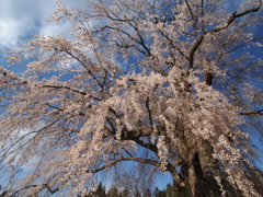 高山五大桜⑤「水中のしだれ桜」05