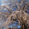 高山五大桜⑤「水中のしだれ桜」05