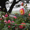 高原のダリア1