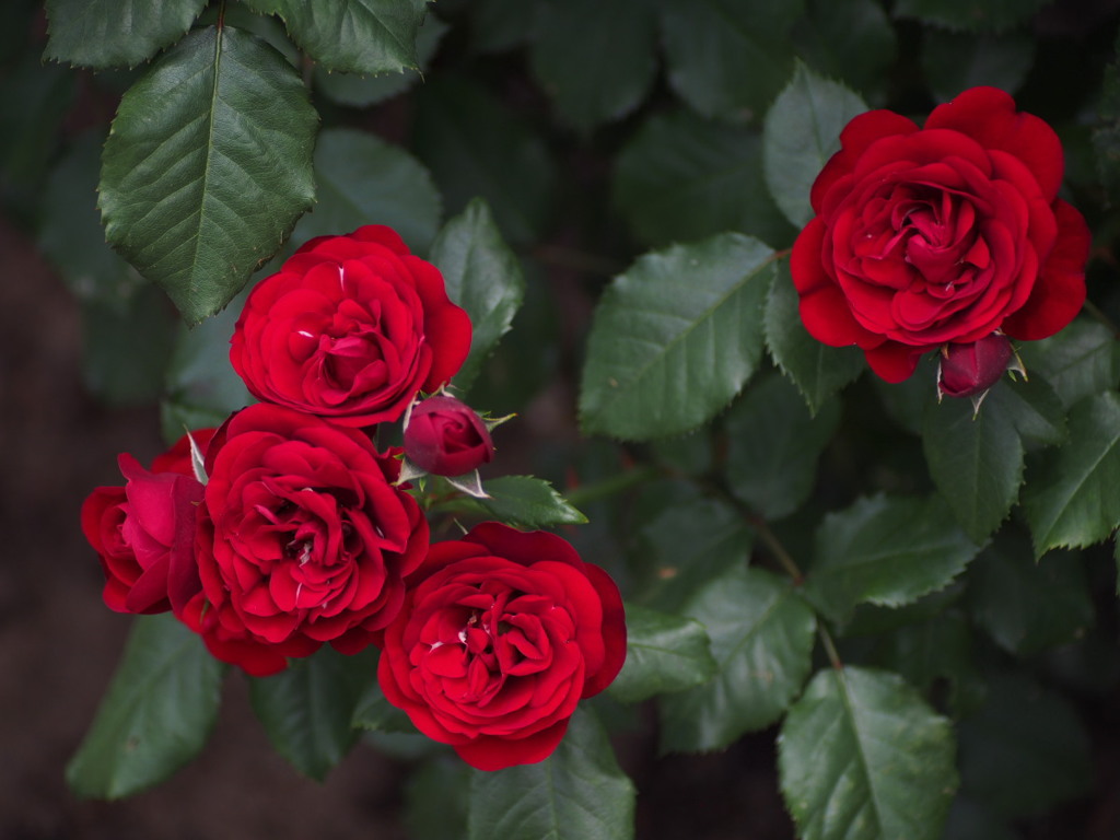 真紅の薔薇