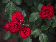 真紅の薔薇
