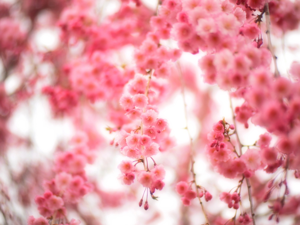 しだれ桜