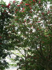 椿樹の森2