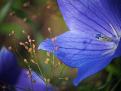 秋を運ぶ藍