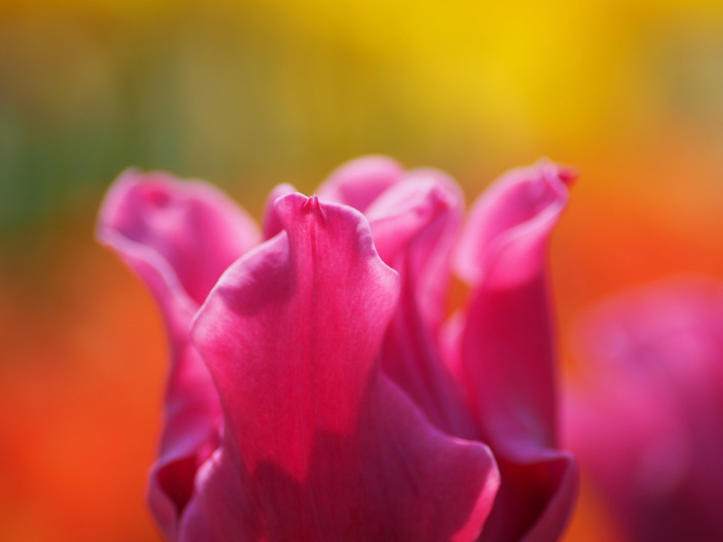 陽炎～トーチ～