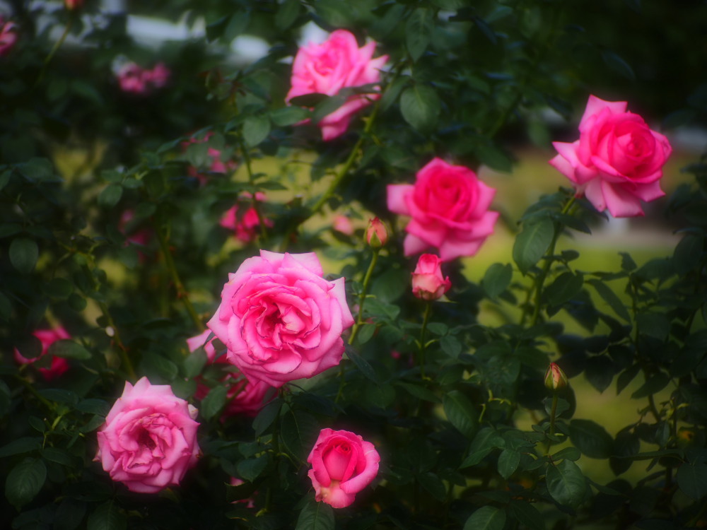 Pink Rose