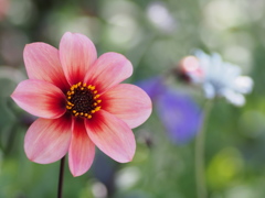 明日に向かって