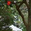 椿樹の森6
