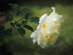 白薔薇02