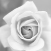 絞