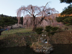 弁天さんのしだれ桜04