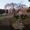 弁天さんのしだれ桜04