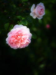 薔薇の季節02