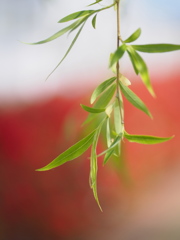木瓜を背景に