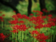 Red spider lily 10