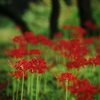 Red spider lily 10
