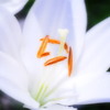 ユリ7