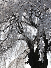 高山五大桜②「中塩のしだれ桜」02