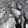 高山五大桜②「中塩のしだれ桜」02