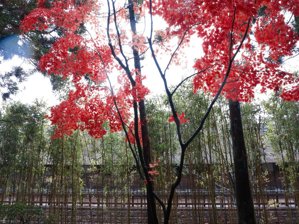 清水園の秋01