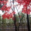 清水園の秋01