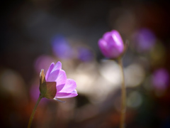 Color Your Life 