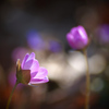 Color Your Life 