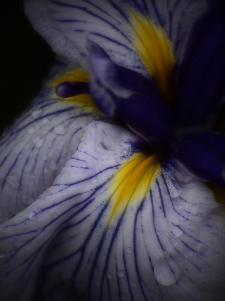 花菖蒲10