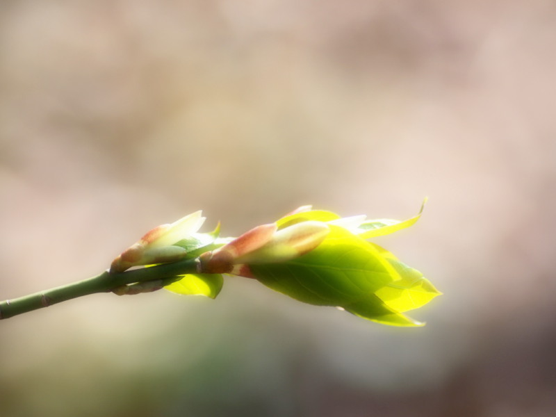 Baby Leaf