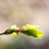 Baby Leaf