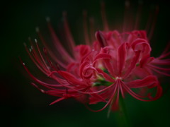 薄紅