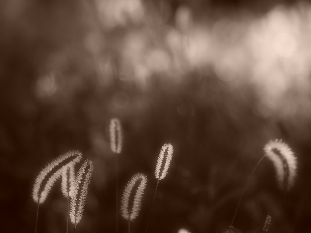 秋草の詩01