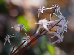 小さな花火