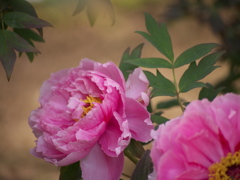 牡丹の花4