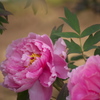 牡丹の花4
